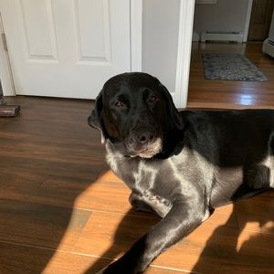 Meet your Posher, Abby